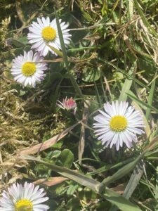 Gänseblümchen