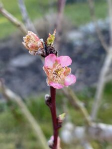 Pfirsichblüte
