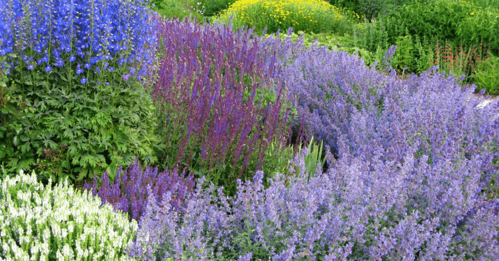 unter Naturgarten mit blühenden Stauden in Lila, Blau und Weiß – nachhaltige Pflanzkombination für Artenvielfalt, Insektenfreundlichkeit und naturnahes Gärtnern.