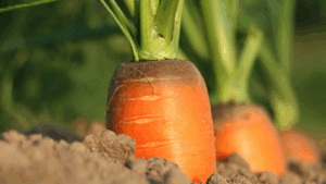 Möhren in der Erde, Garten, Beet