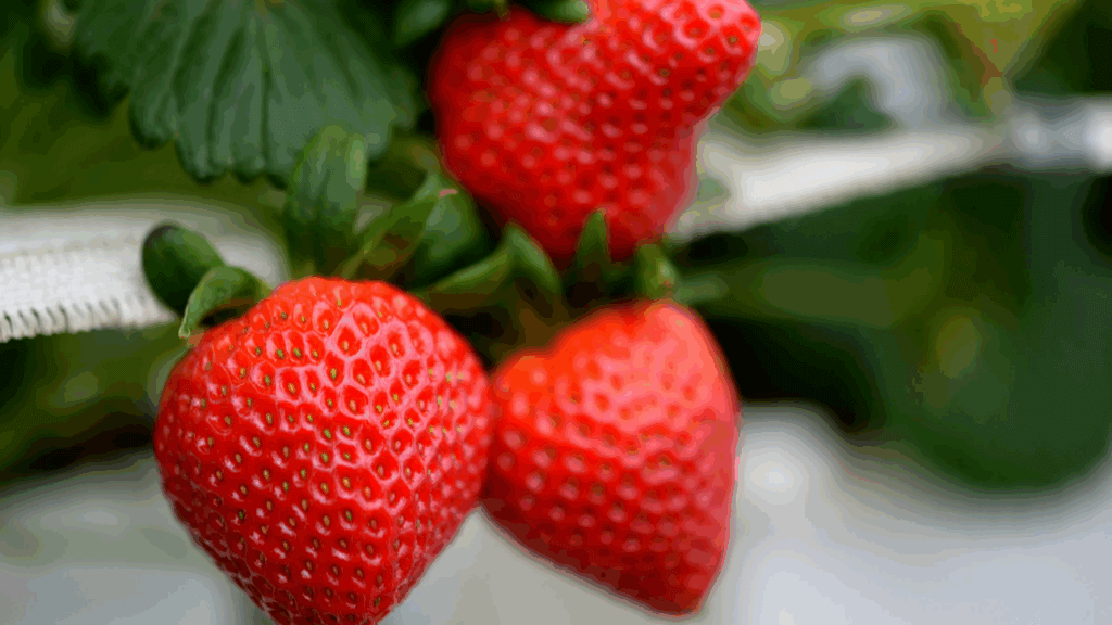 Erdbeeren, Garten