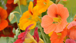 Kapuzinerkresse, bunte Blüten