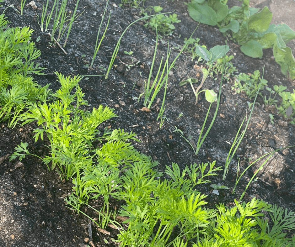 Mischkultur in Reihe: Möhren, Lauch, Brokkoli, Petersilienwurzel und Spinat. Garten.