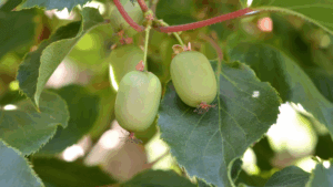 Kiwi-Beere Pflanze, Reife Früchte am Strauch
