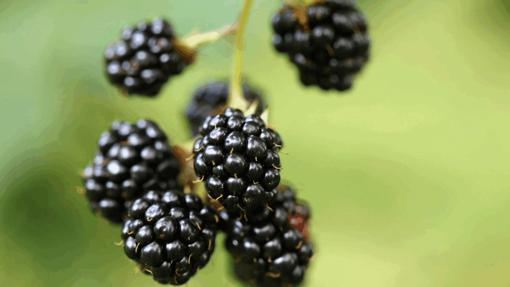 Brombeere, Garten, Strauch