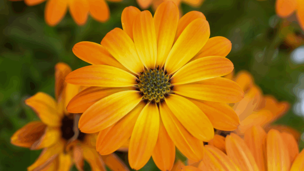 Ringelblume, offen, Garten