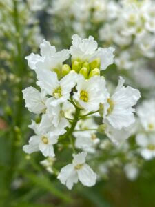 Meerrettich, Blüte, Garten