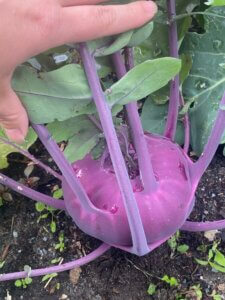 Kohlrabi, blau, Garten, Anbau