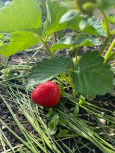 Erdbeere, Garten