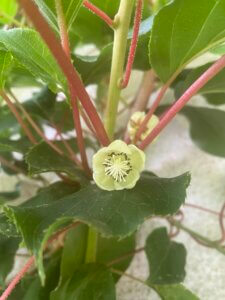 Kiwi-Beere, Blüte, Garten