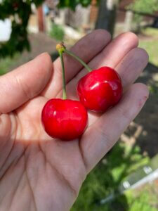 Kirsche, rot, Ernte, Garten