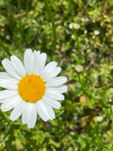 Wiesenmagerite, Garten, Wiese
