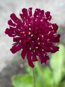 Mazedonische Witwenblume, Garten