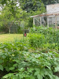 Garten, Gemüsebeet, Schubkarre