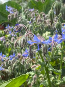 Borretsch, Biene, Garten
