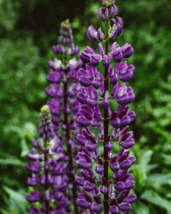 Lupine, Schweden, Garten