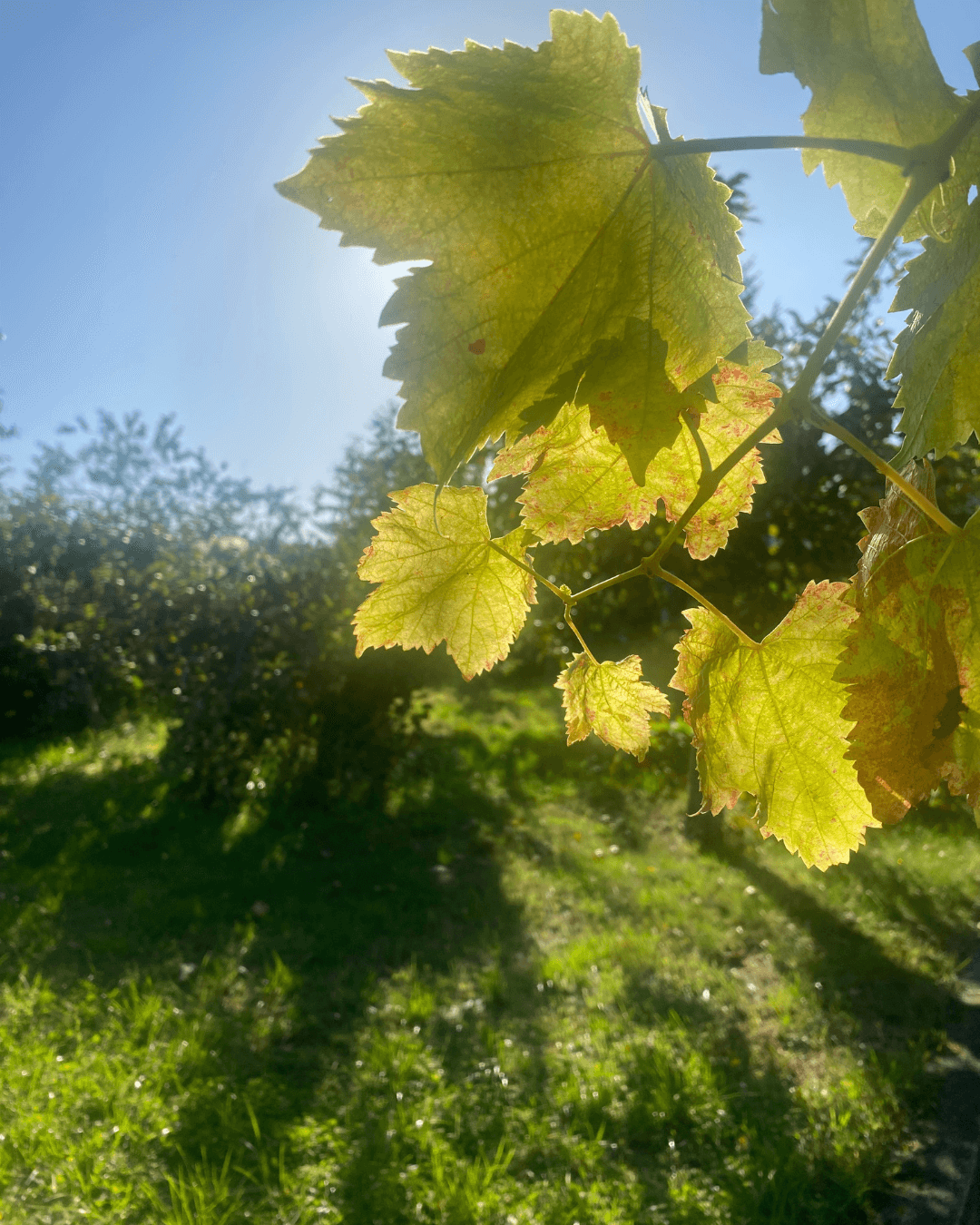 Weinblätter im Sonneschein