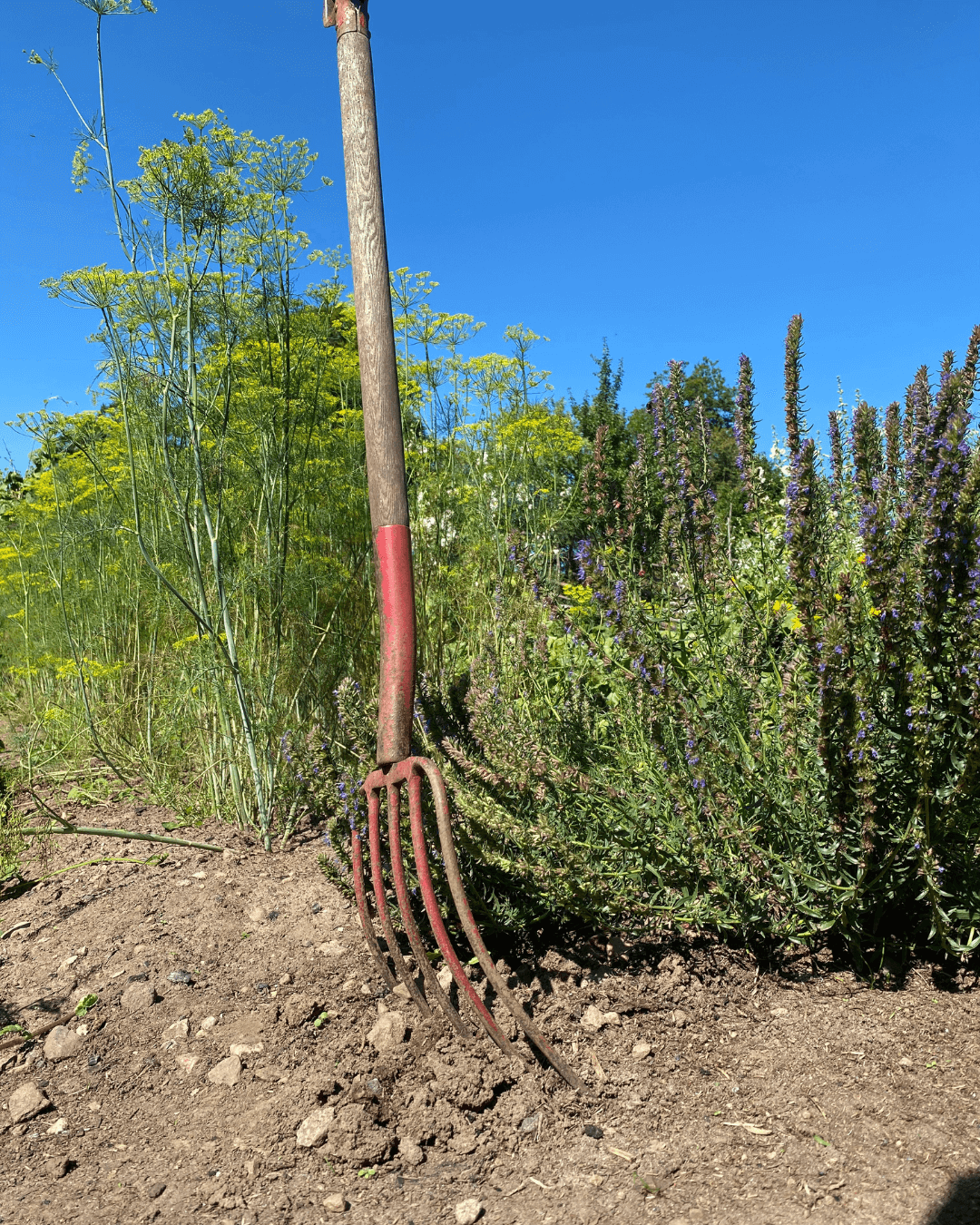 Gemüsegarten mit Forke