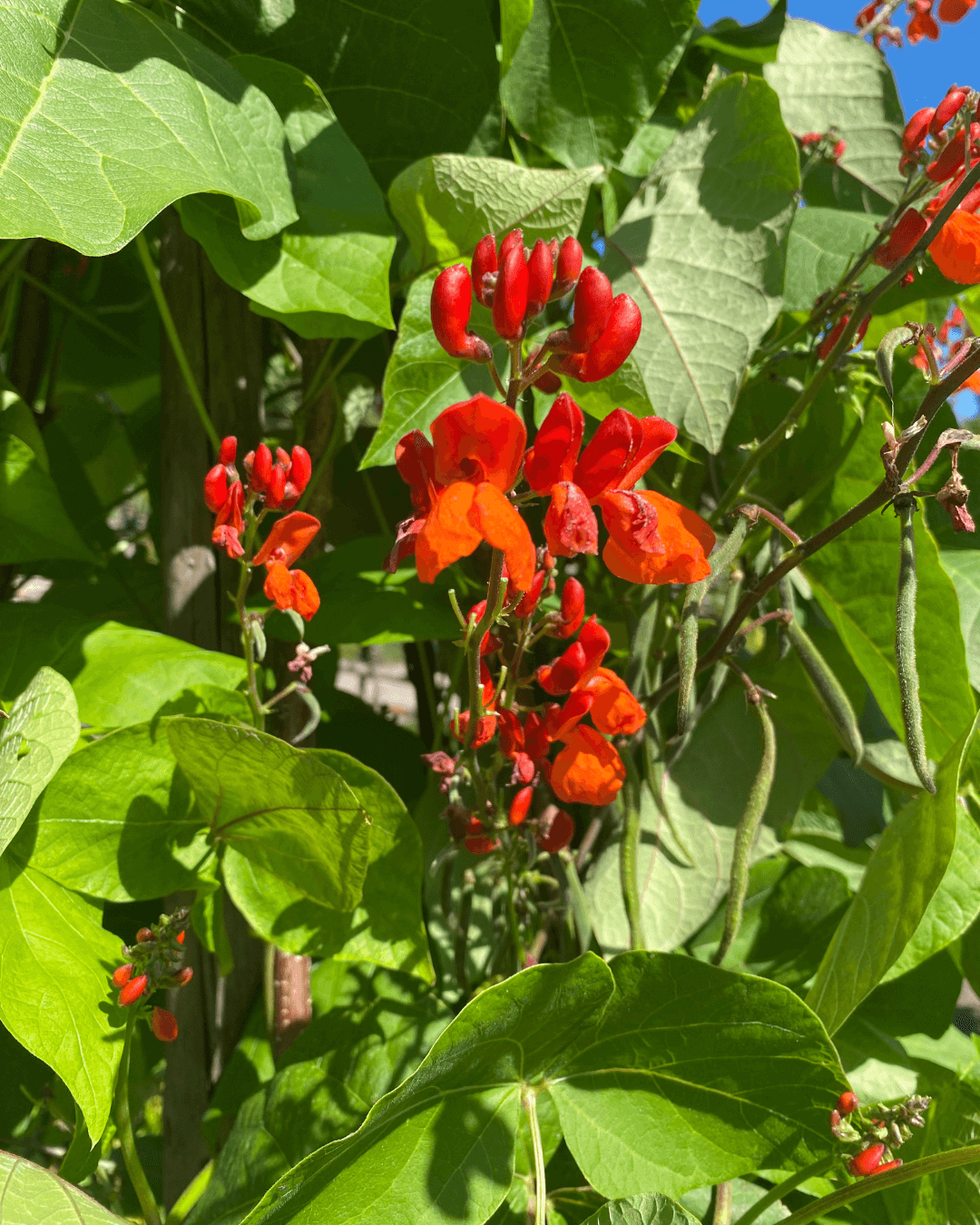 Blühende Feuerbohne