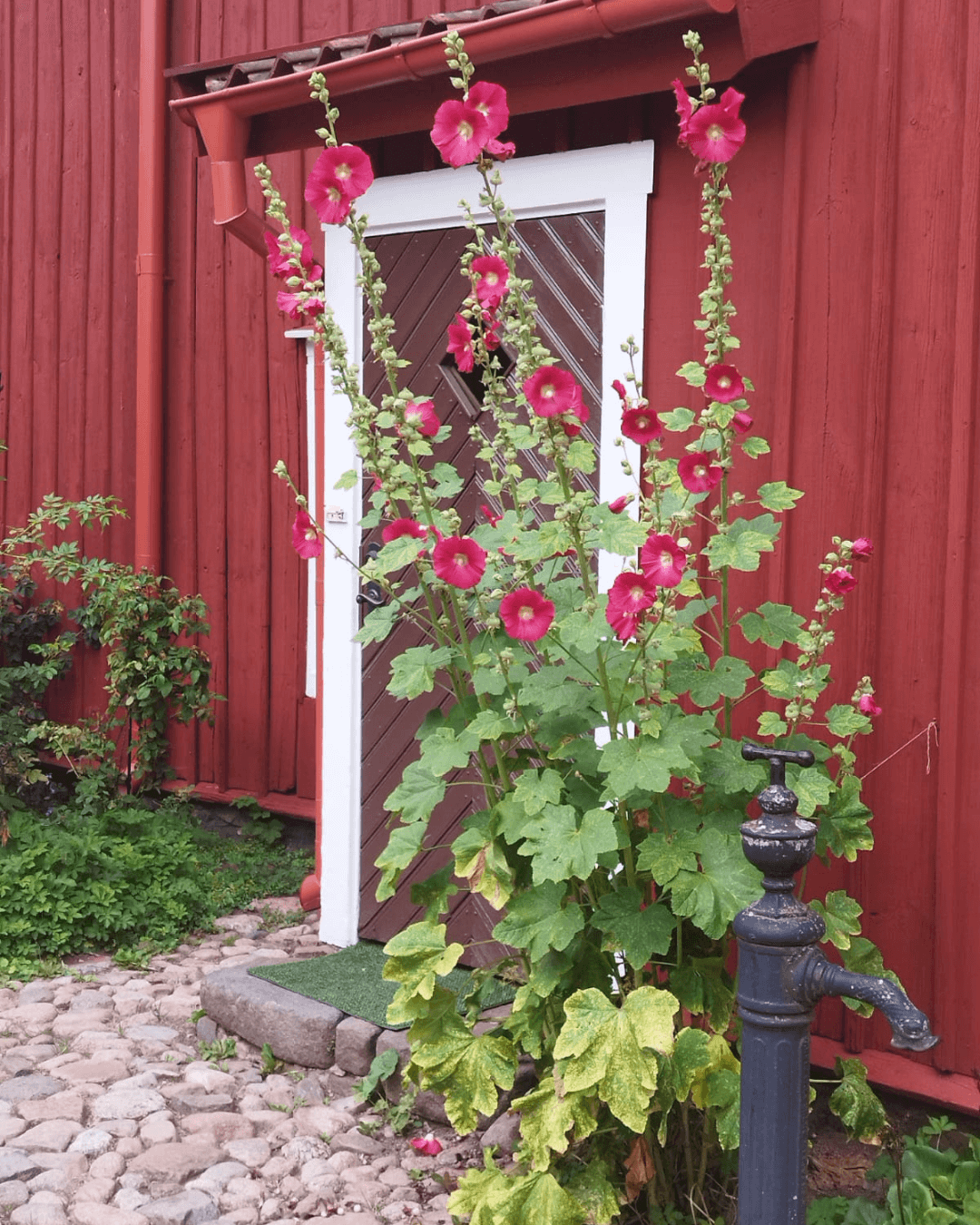 Stockrosen vor rotem Schwedenhaus