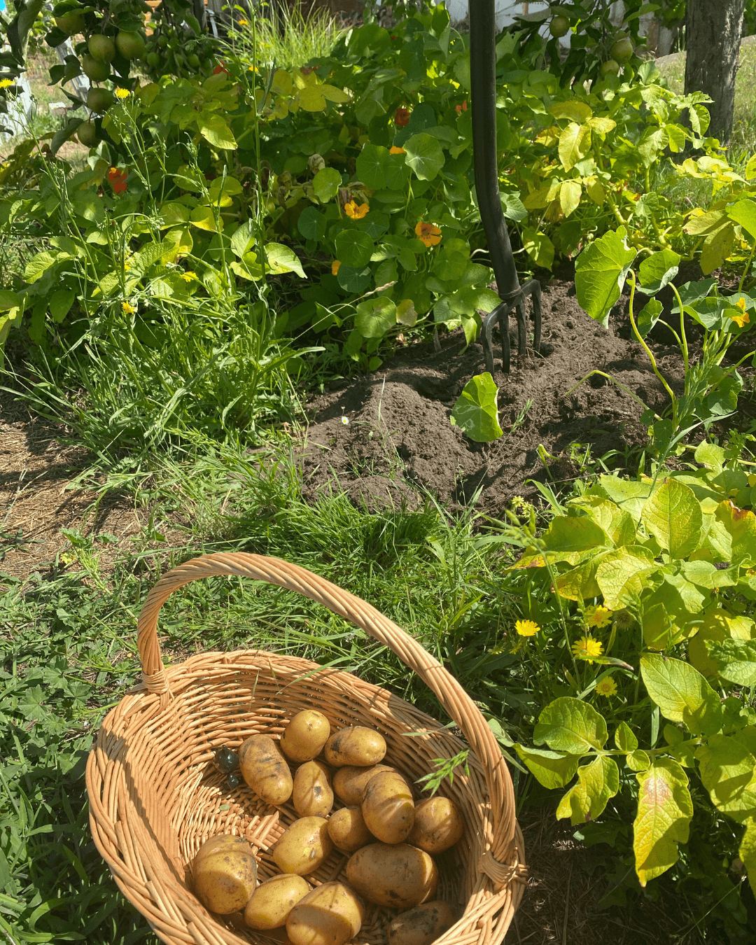 Garten, Kartoffeln im Korb