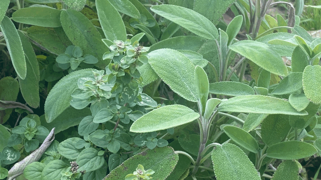 Salbei, Oregano
