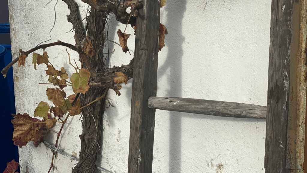 Weinrebe und Holzleiter, Novembergarten