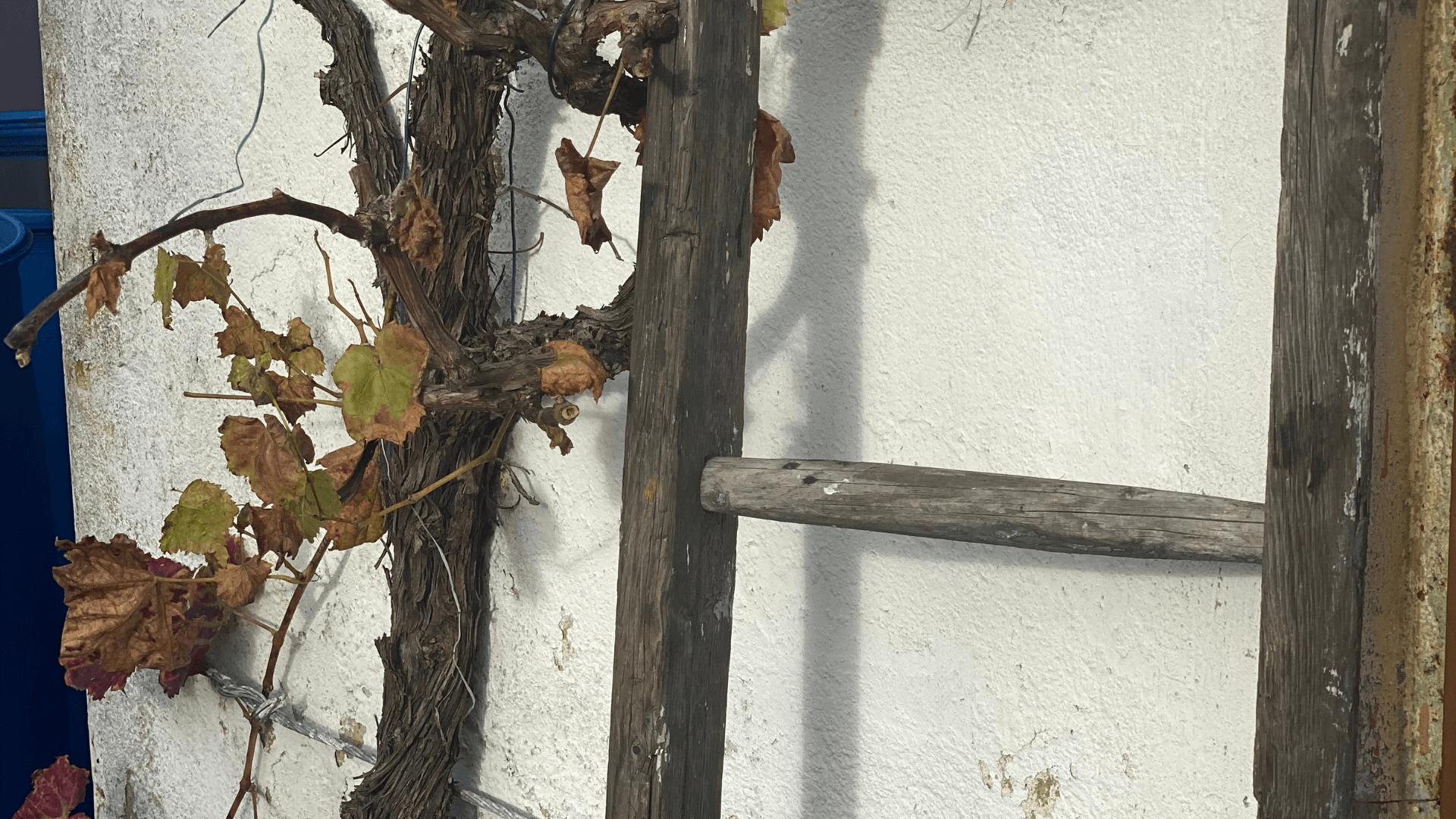 Weinrebe und Holzleiter, Novembergarten