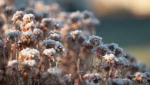 Stauden mit Frostreif