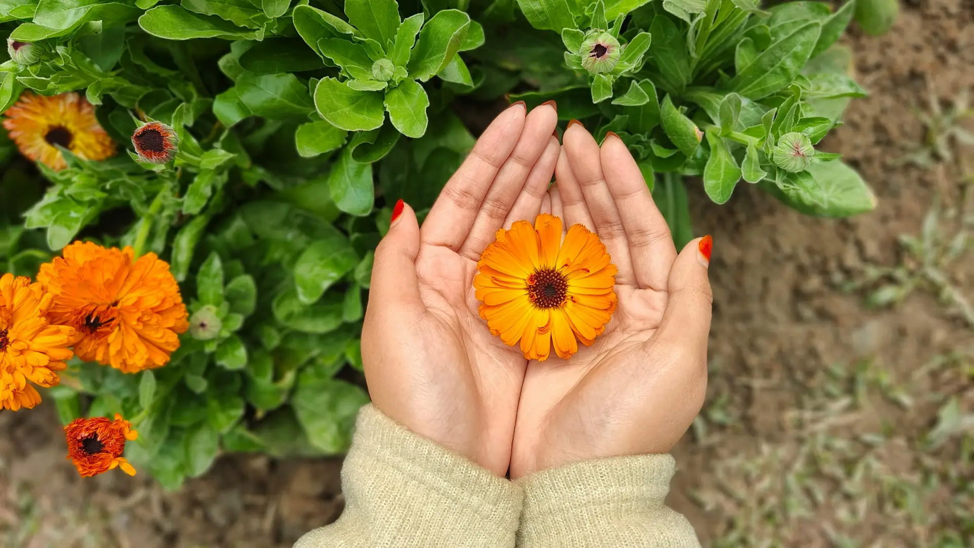 Lagom im Garten – Wie du ohne Druck natürlich gärtnerst